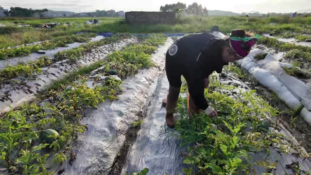 Farmer Working Watermelon Rows