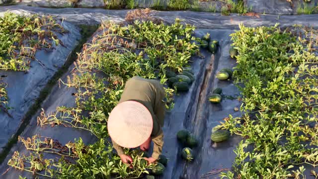 Picking Watermelons Close Aerial