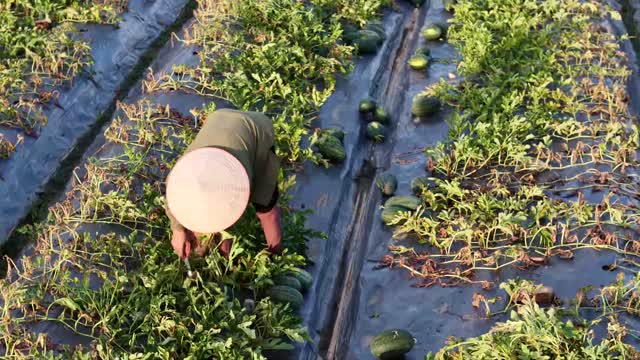 Farmer Lining Up Watermelons
