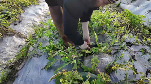 Cutting Watermelon From Vine