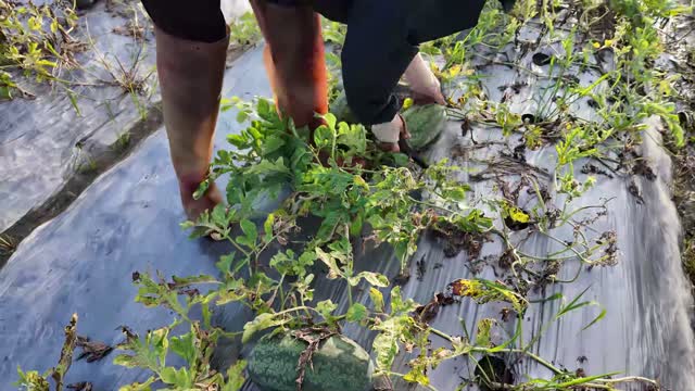 Harvesting Watermelon Among Vines