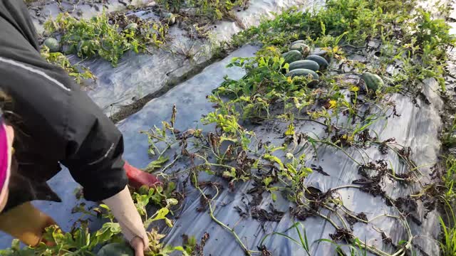 Farmer Reaching For Watermelons