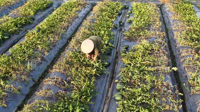 Overhead Watermelon Harvest