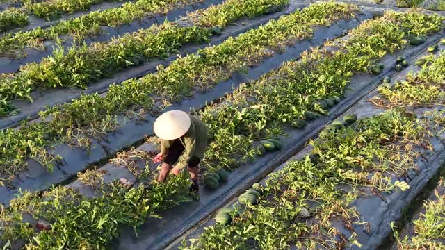Conical Hat Worker Overhead