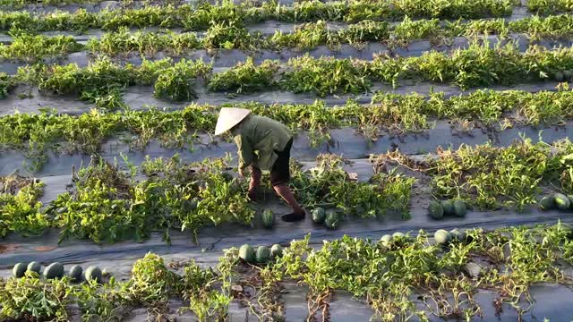 Farmer Picking Melons Overhead