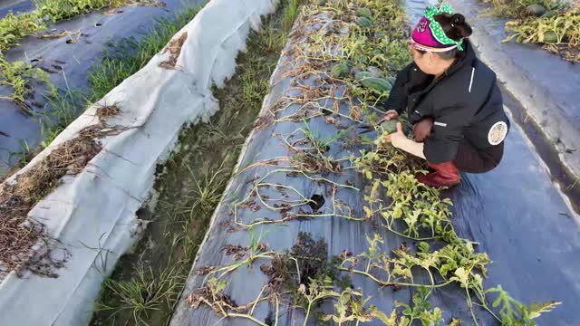 Woman Harvesting In Melon Field