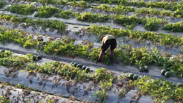 Farmer Bending In Melon Rows
