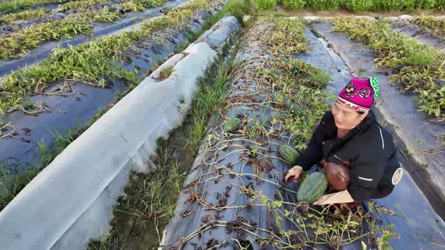 Farmer Squatting In Watermelon Field
