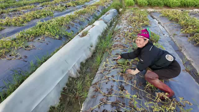Woman Working Watermelon Rows