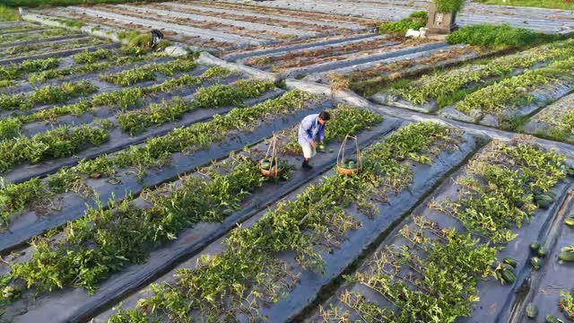 Carrying Watermelon Shoulder Baskets