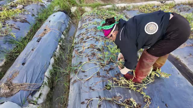 Harvesting Watermelons In Rows