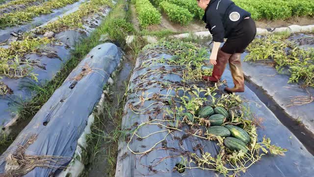Piled Watermelons In Field Rows