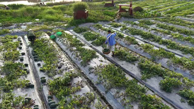 Carrying Harvest Across Field