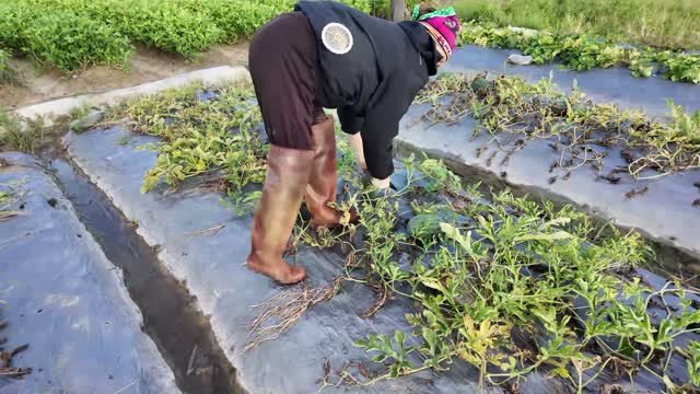 Farmer Clearing Watermelon Vines