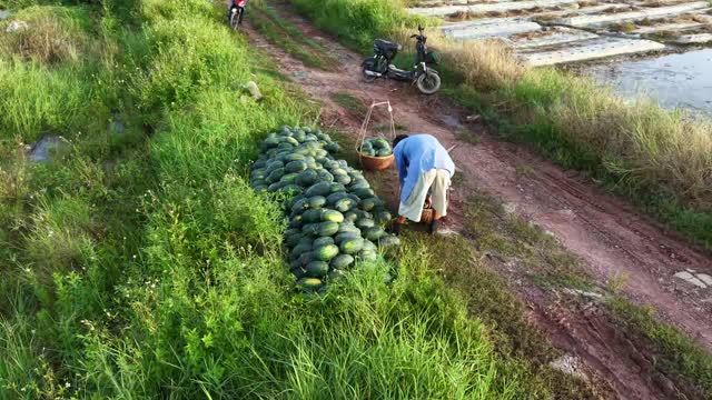 Watermelons Piled Along Path