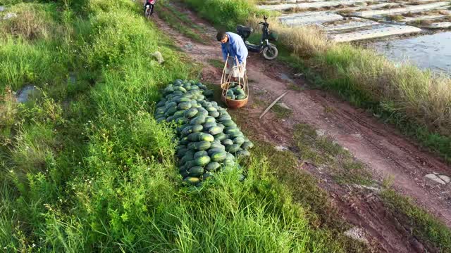 Loading Watermelons Into Baskets