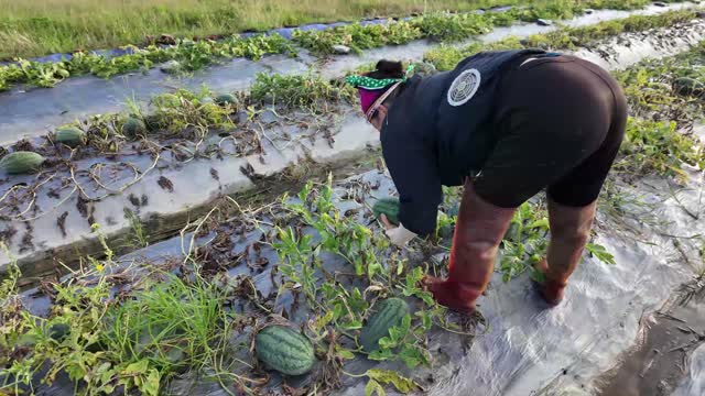Worker Harvesting Ripe Watermelons