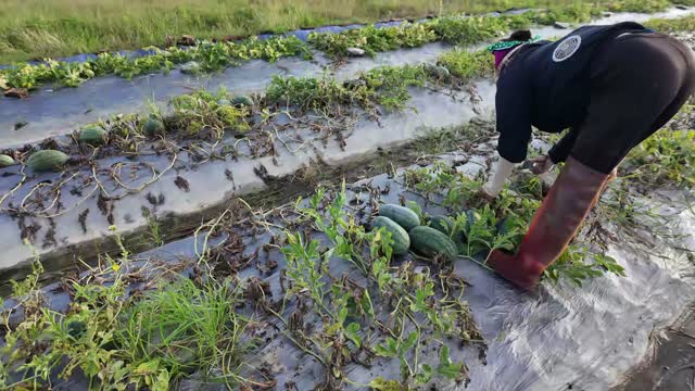 Watermelons Lined Along Rows