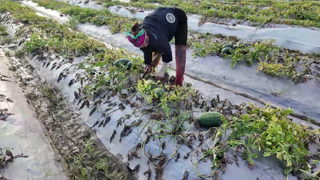 Farmer Harvesting Melon Patch