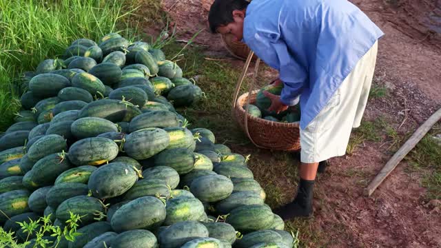 Man Loading Watermelon Pile
