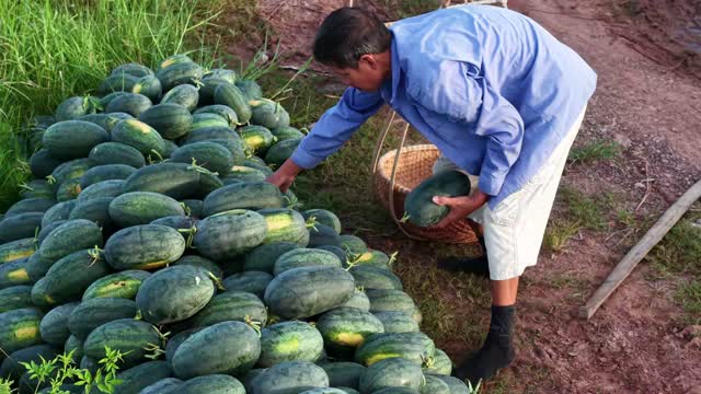 Farmer Holding Ripe Watermelon