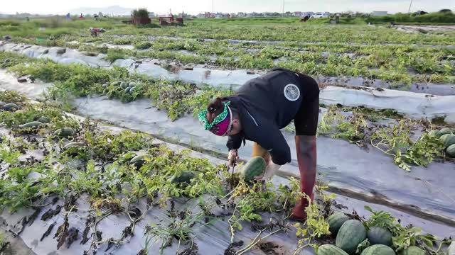 Harvesting In Wide Melon Field