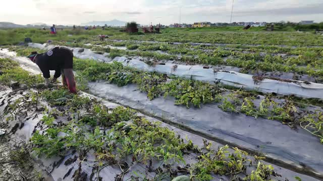 Wide Watermelon Harvest Field