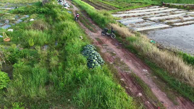 Aerial Dirt Path Watermelon Pile