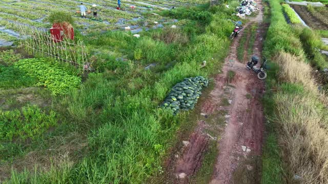 Aerial Watermelon Harvest Field