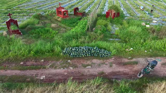 Drone View Melons And Graves