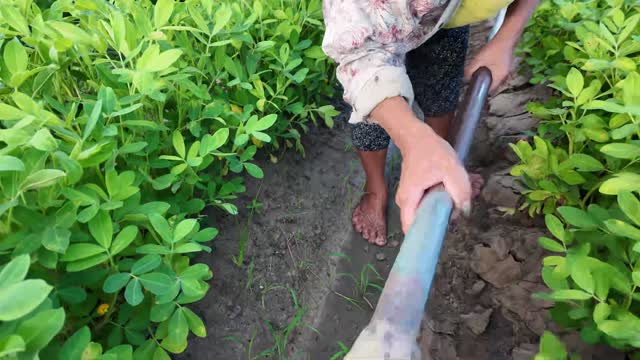 Hands Hoeing Between Crop Rows