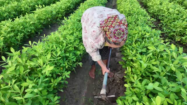 Woman Hoeing Green Field Rows