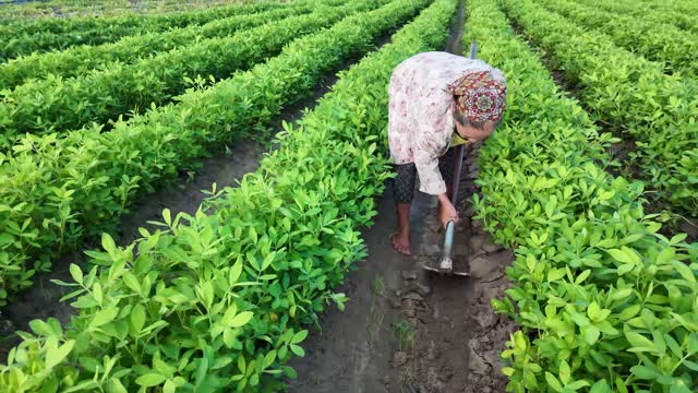 Tilling Soil In Crop Field