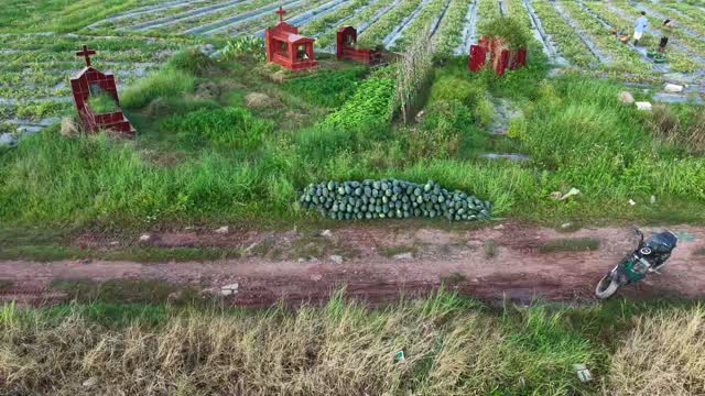 Farmer Sorting Harvested Watermelons