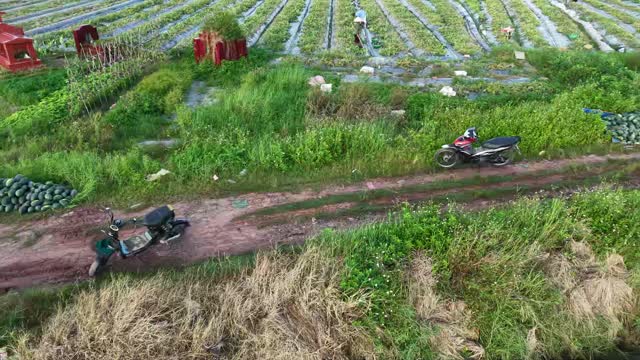 Farmer Piling Watermelons On Tarp
