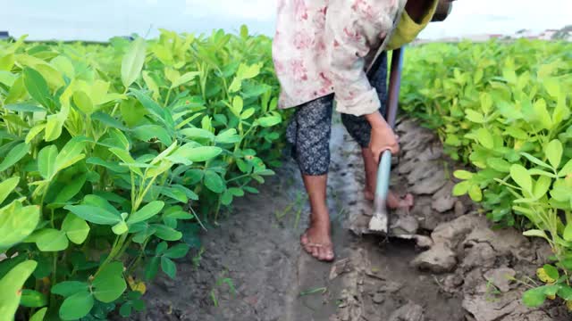 Hoeing Soil Between Green Rows