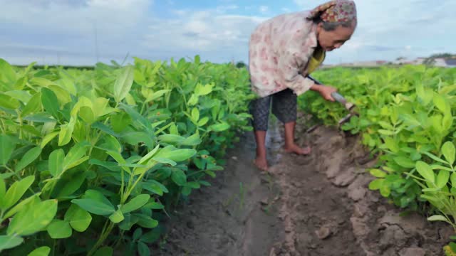 Farmer Tending Green Crop Rows