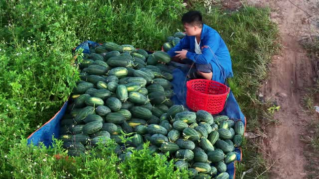 Loading Watermelons Into Wheelbarrow
