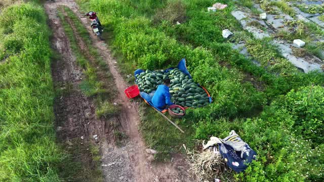 Aerial Watermelon Wheelbarrow Path