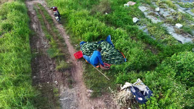 Farmer Hauling Watermelons In Field