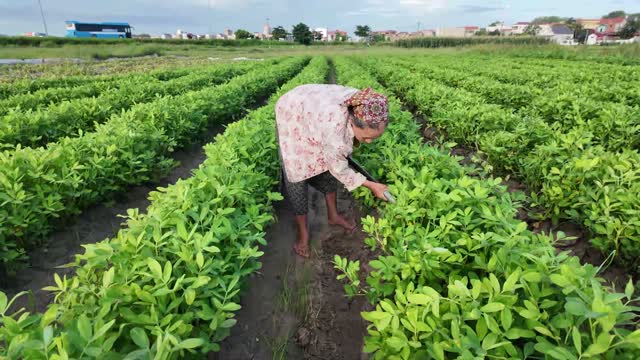 Woman Working Wide Crop Field