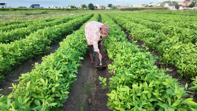 Hoeing Rows In Green Field