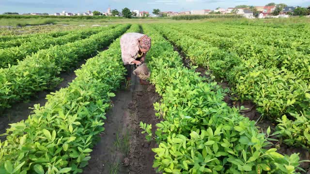 Farmer Crouching Among Crops