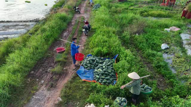 Farmers Collecting Watermelons In Baskets