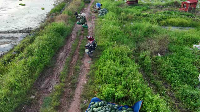 Aerial Farm Path By Pond