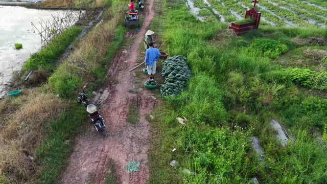 Cargo Trikes On Field Path