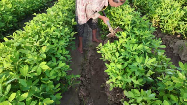 Woman Hoeing Crop Furrow