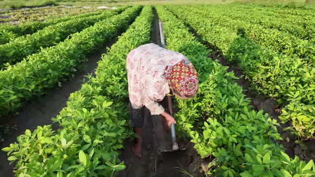 Farmer Hoeing Field Furrow