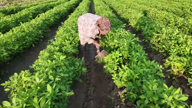 Tending Green Crop Rows