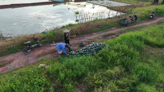 Arranging Watermelon Row By Pond